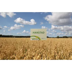 Hanstad Kaura 600 kg puhdas Hanstad Kaura 600 kg puhdas