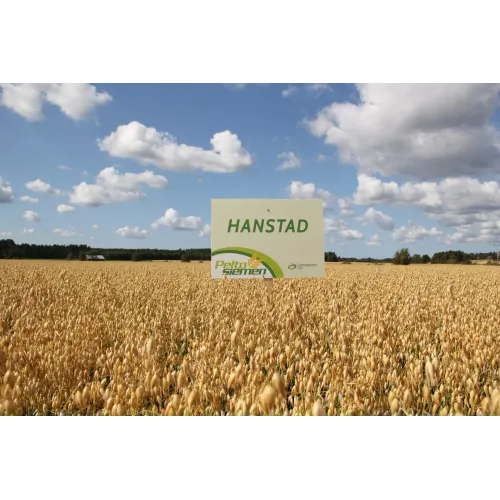 Hanstad Kaura 600 kg puhdas