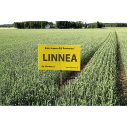 Linnea Kevätvehnä peitattu 600 kg Linnea Kevätvehnä peitattu 600 kg