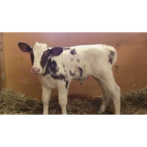 Startti Talous 20 kg Startti Talous 20 kg