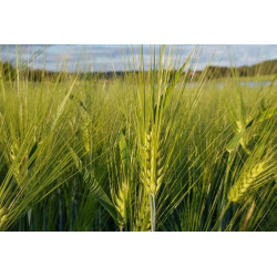 Huima Ohra peitattu 600 klg Huima Ohra peitattu 600 klg