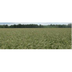 Reetta Syysruis Luomu 600 kg Reetta Syysruis Luomu 600 kg