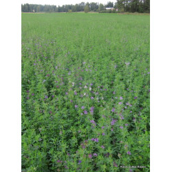 Sinimailanen Greno Ympätty 20 kg Sinimailanen Greno Ympätty 20 kg