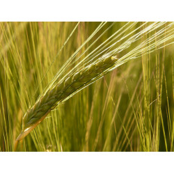 Vanille Ohra peitattu 600 kg Vanille Ohra peitattu 600 kg